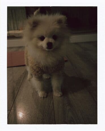 pişik geyimi: Məhsul: Köpək üçün yumşaq kombinezon - Model: Tüklü “teddy” üslublu — 3