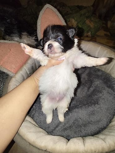 alabay itlerin satisi: Şpitz, 1 ay — 3