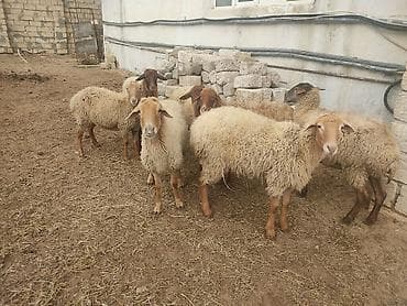 it yuvasi satisi: Dişi, il: 1 — 6