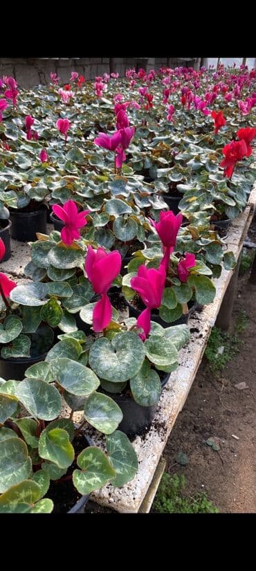 adəm ağacı: Dekarativ agaclarin satisi — 4