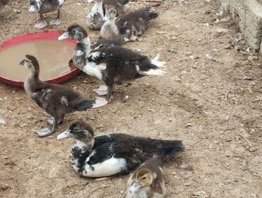 lal ordəklərin satışı: 20 günlük və 50 günlük ördək balaları. 20 günlük — 4