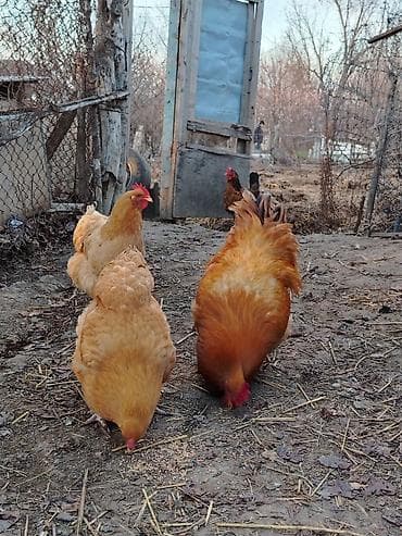 Quşlar: Bu dekorativ toyuqlar satılır tam sağlam toyulardı tez tez kürt — 7