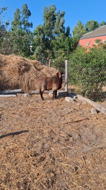 qurbanlıq qoyun: Erkək, Qala, il: 1, 110 kq, Damazlıq, Ünvandan götürmə — 5