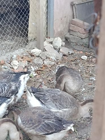 vendam kendi: Salam.Sağlam Yerli Bu ilki Qazlar.Ünvan Binəqədi DSK yolu — 2