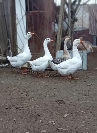 Аквариумы: Qazlar satılır – həm ətlik, həm də damazlıq məqsədlər üçün — 2