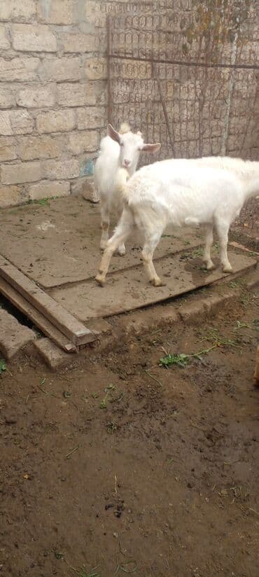 Inəklər, öküzlər: Məhsul: Ağ rəngli oğlaqlar (bir neçəsi buynuzlu) - Cins: Yerli ağ keçi — 6