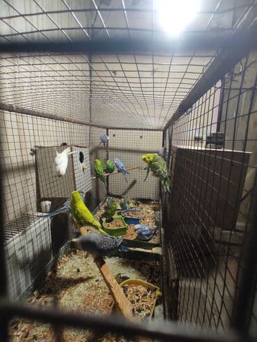 попугай ара цена: Biri 10 man 21 dene qusdu umumi3 cut var qalanlari baladir tergidirem — 6