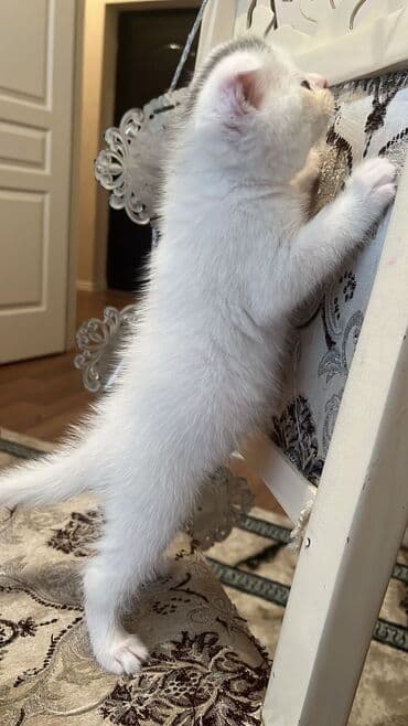 golden pişik: Şotland yastı qulaq — 2