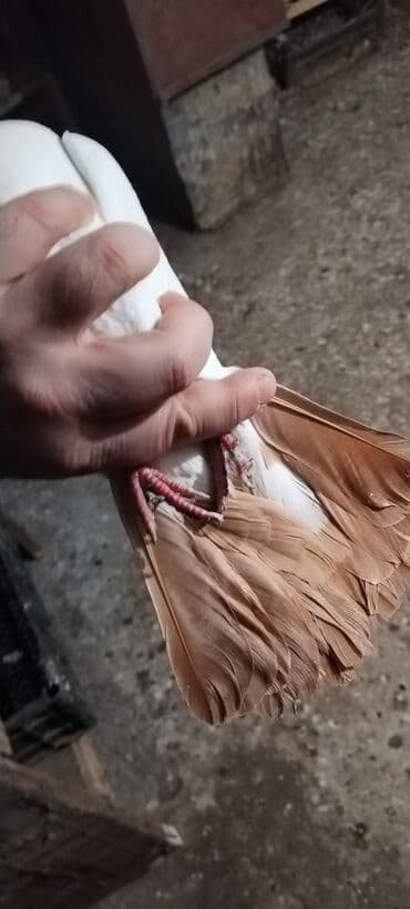 Qirmizi boyun erkeydi sari boyun 90 faiz maya oxşuyur tutulma quşdu — 5