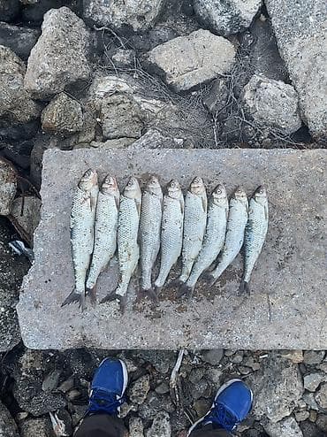 balta: Qarmaq balıqıdı svejidi Dondurulmuşun biri4-8 - Növ: çay balığı (ağ — 1