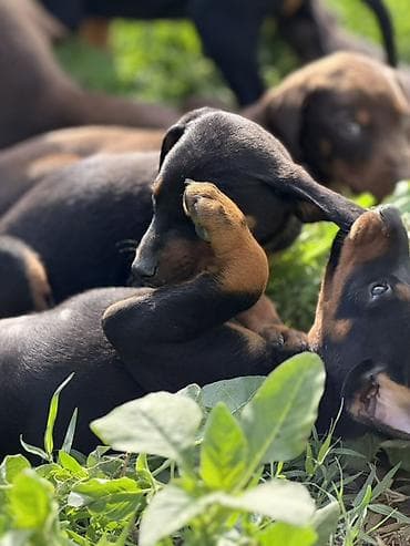 coban iti type 0: Doberman, 1 ay, Peyvəndli — 2