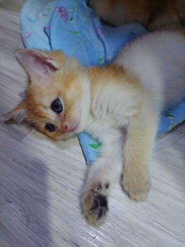 saf qan haski: Qızıl şinşilla, Erkək, Dişi, Yaxşı əllərə, Ünvandan götürmə — 7