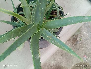mis tavalar: Aloe vera (sukkulent) – iri plastik dibçəklə birlikdə - Bitki: Aloe — 4