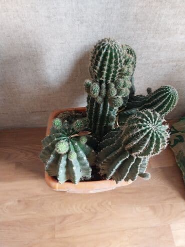 Лекарства для растений: Комнатные растения — 3