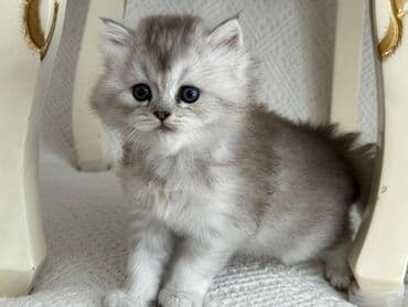 ana arı satışı 2024: Şotland, Erkək, Dişi, Yaxşı əllərə, Ünvandan götürmə, Pulsuz çatdırılma, Ödənişli çatdırılma — 10