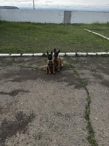 ordek satisi: Бельгийская овчарка — 4