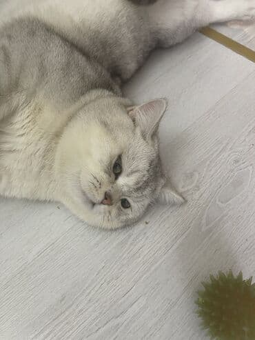 vecerni platya 2023: Cutleşdırılır Şimşilla Brıtan — 3