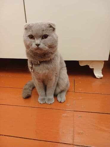 Pişiklər: Şotland yastı qulaq, Erkək, Yaxşı əllərə — 3