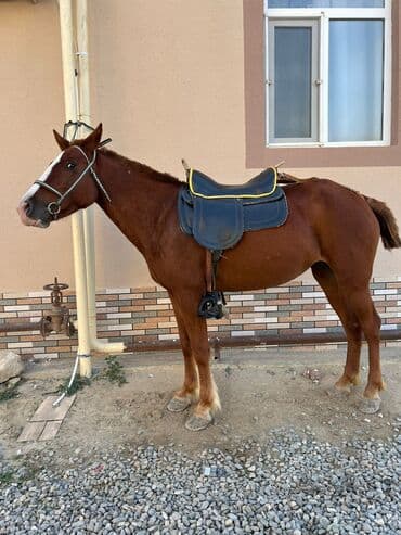 Dişi, il: 4, Ödənişli çatdırılma