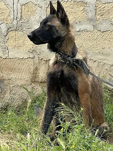 balaca tuklu itler: Belçika çoban iti, 2 il, Dişi — 1