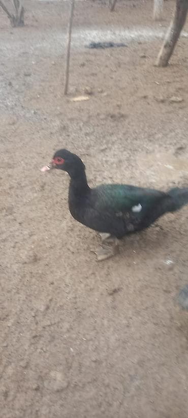 Kənd təsərrüfatı quşları: Zümrüdü Erkək, damazlıq aktiv xoruzdur 7 aylıq ördəkdirbilən blir — 2