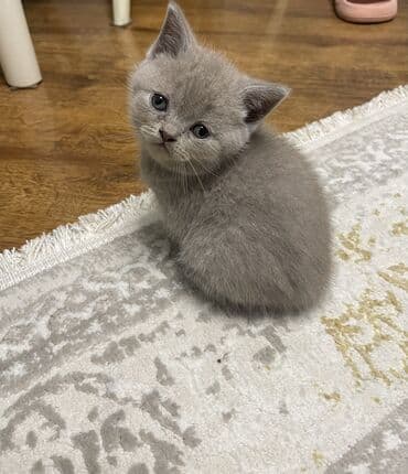 ucuz itler: Şotland, Erkək, Dişi — 3