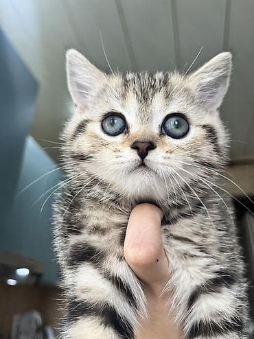 col pişiyi: Tabbi, Dişi, Yaxşı əllərə, Pulsuz çatdırılma — 4