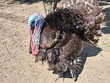 amerkan bronz: Erkək, Damazlıq — 1