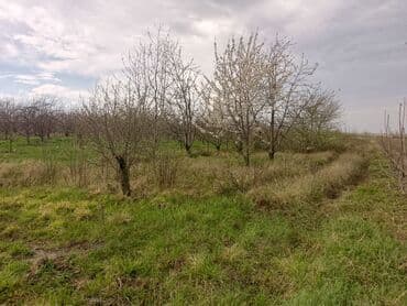 sumqayit kirayə: Kənd təsərrüfatı — 18