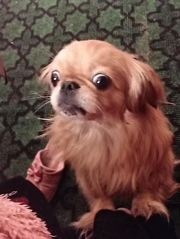 heyvan sahibləndirmə: Pekines, 11 ay, Dişi, Peyvəndli, Ünvandan götürmə — 1