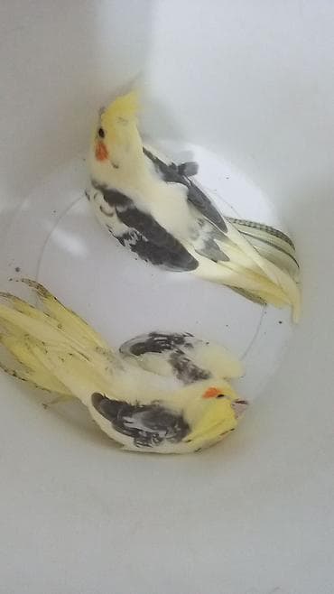 ara papuqay satilir: BALA KARELLA CƏPLƏR
1 ədədi 70 azn — 1