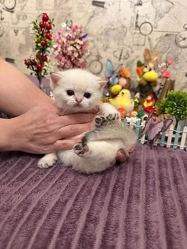 it bala: Britan, Erkək, Dişi, Yaxşı əllərə, Ünvandan götürmə, Pulsuz çatdırılma, Ödənişli çatdırılma — 5