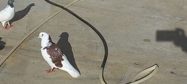 haski satilir: Satılır: Fantail tipli dekorativ göyərçin Xüsusiyyətlər: - Rəng — 14