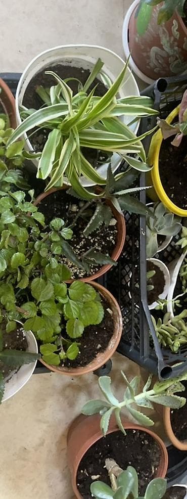 Комнатные растения: 🌸Ev, balkon bitkiləri hər biri 4azn Endirim 👉🏻10 dənə alana 3 azn - — 3