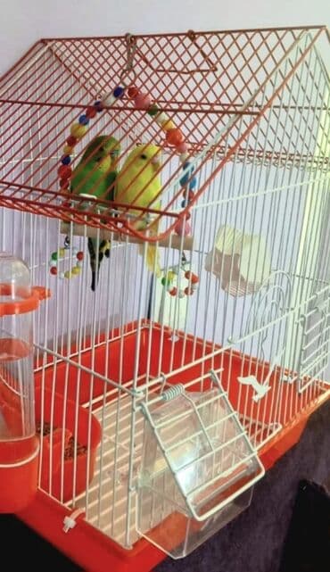 2 quş qefes ve yem 39manat. Məhsul: Dalmatin və klassik