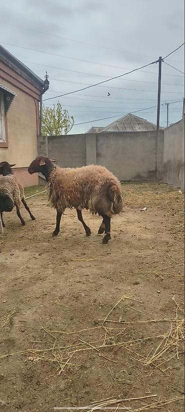 Qoyun – yerli ətlik/südlük istiqamət - Şəkillərdə görünən quyruqlu — 2