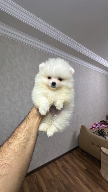 it yuvasi: Şpitz, 2 ay, Erkek — 13