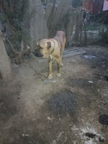 где можно купить собаку мальтипу: 10 месяцев, Самец — 1