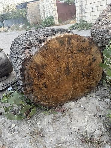 bildircin satisi tap az: 🌳 ƏSL PALID KÖTÜKLƏRİ SATILIR! 🌳 Belə kötüklər hər yerdə tapılmır! — 3