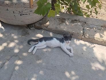 erkey pisik adlari: Dişi, Yaxşı əllərə, Ünvandan götürmə — 3