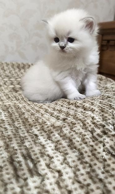 pişiy: Britan — 1