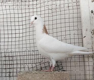 papuqay type 1: Salam 1 cüt pavlin.erkəy Londondu dişi başı esənlərdən.birdə boynu — 3