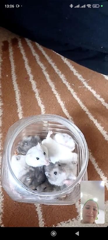Gəmiricilər: Hamsterlər – cırtdan növ (cütdən və ya ayrı-ayrılıqda) 30 ədətdi - — 1