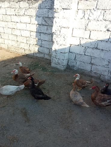pisi: 8 fere yumurtalayir biri qara zümrüt fere biri Macar temiz findiq — 4