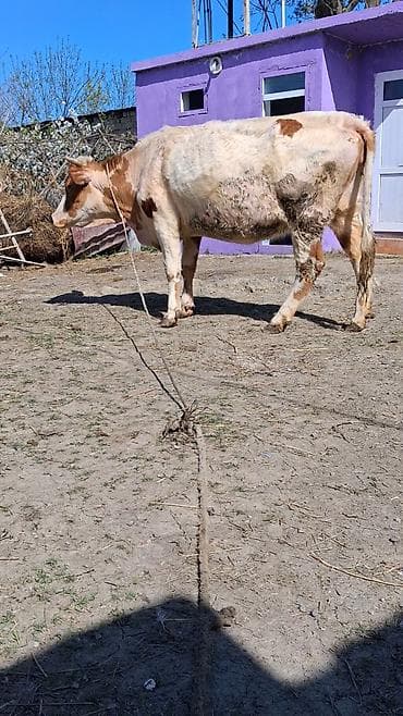 Dişi, Simental, il: 6, Südlük, Ünvandan götürmə