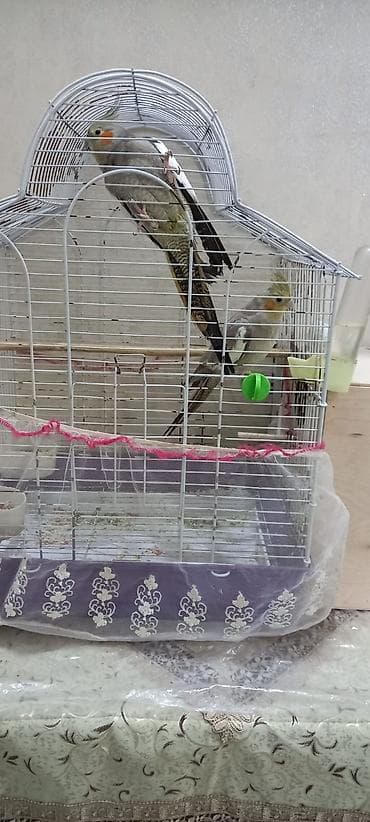 Heyvanlar: Nimfa tutuquşuları (cüt) - Növ: Nimfa (Cockatiel), daraqlı başlı — 6