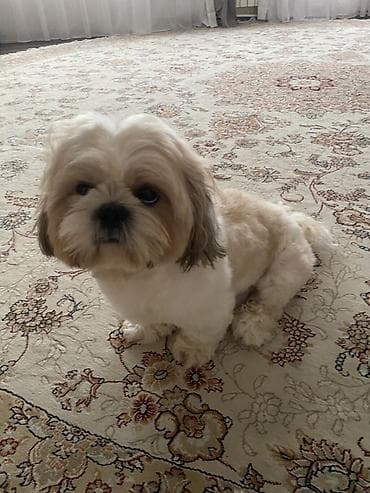 ev heyvanlari: Shi-tsu, 6 ay, Erkek, Pulsuz çatdırılma — 2
