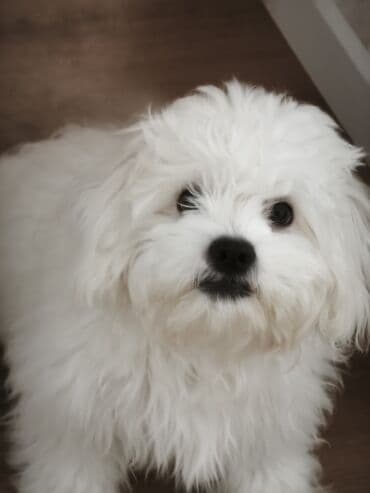 Lincoln: Мальтийская болонка, 6 месяцев, Самец — 4