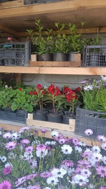 BineBotanic: Torf gubresinn satişi