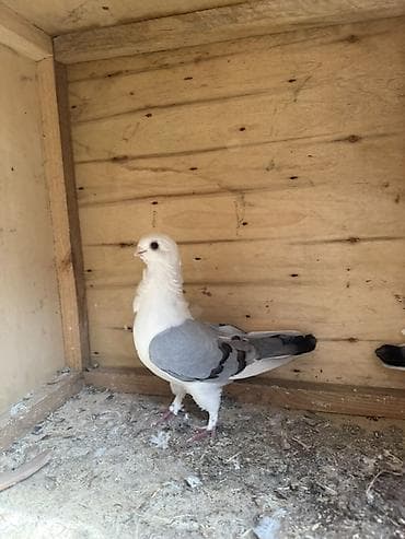 qirmizi bas goyercin: Bir cüt mısıri bangolar tam sağlam və qızğın — 2